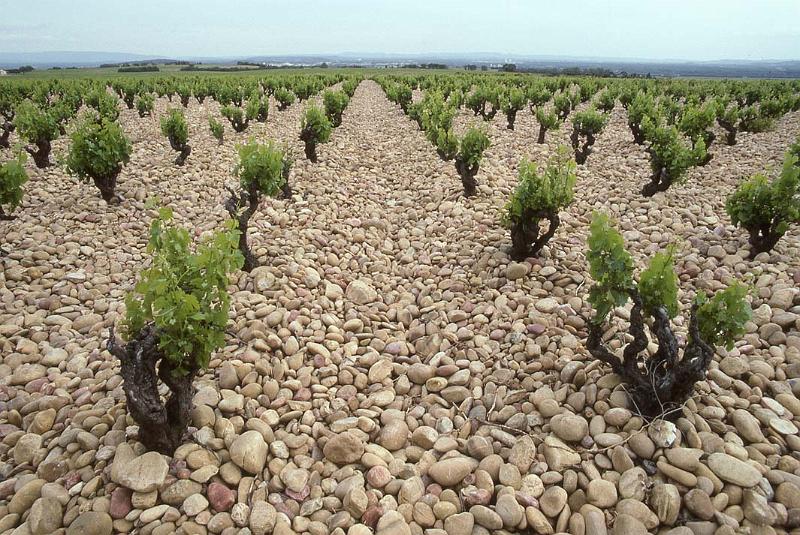France 97 Stony Vineyard.jpg